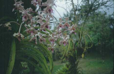 Orchideen