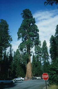 Sequoias